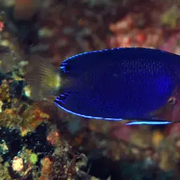 Fisher's Angelfish