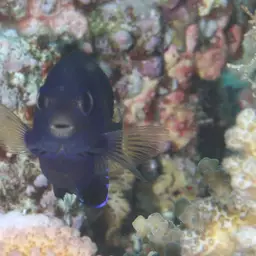Fisher's Angelfish, photo 2