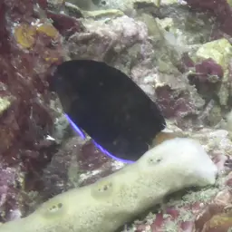 Fisher's Angelfish, photo 3