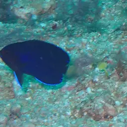 Fisher's Angelfish, photo 4