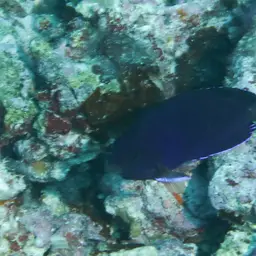 Fisher's Angelfish, photo 5