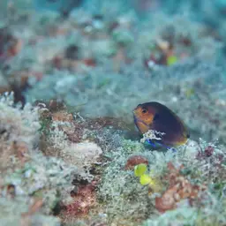 Fisher's Angelfish, photo 6