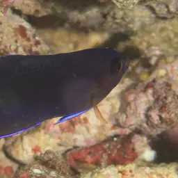 Fisher's Angelfish, photo 7