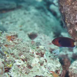 Fisher's Angelfish, photo 8