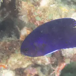 Fisher's Angelfish, photo 9