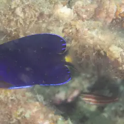 Fisher's Angelfish, photo 10