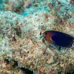 Fisher's Angelfish, photo 11