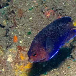 Fisher's Angelfish, photo 12