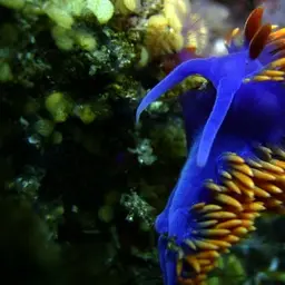 Spanish Shawl