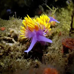 Spanish Shawl, photo 2