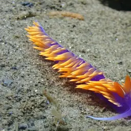 Spanish Shawl, photo 4
