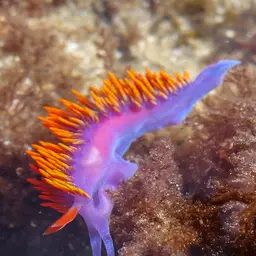 Spanish Shawl, photo 7