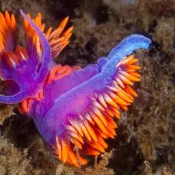 Spanish Shawl, photo 9