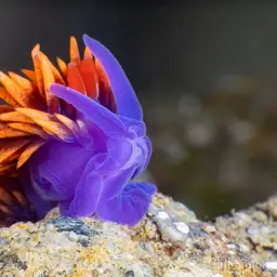 Spanish Shawl, photo 12