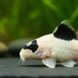 Flag Tailed Panda Cory, photo 1