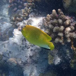 Threespot Angelfish, photo 2