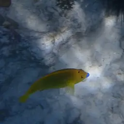 Threespot Angelfish, photo 3