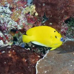 Threespot Angelfish, photo 5