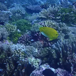 Threespot Angelfish, photo 6