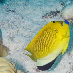 Threespot Angelfish, photo 7