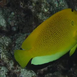 Threespot Angelfish, photo 8