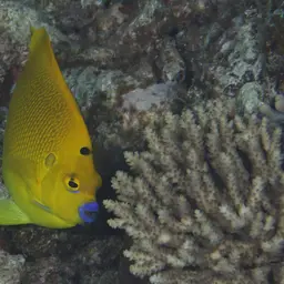 Threespot Angelfish, photo 9