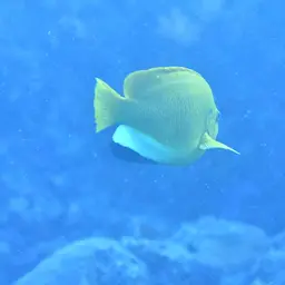 Threespot Angelfish, photo 10