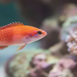 Flame Wrasse, photo 3