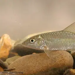 Cá Ngựa Bắc, photo 1