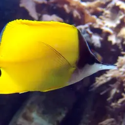 Longnose Butterflyfish
