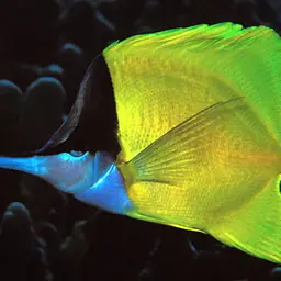 Longnose Butterflyfish, photo 2