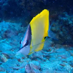 Longnose Butterflyfish, photo 3