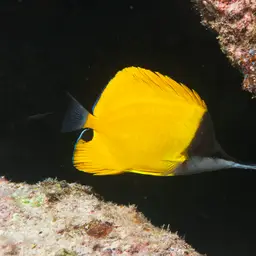 Longnose Butterflyfish, photo 4