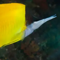 Longnose Butterflyfish, photo 5