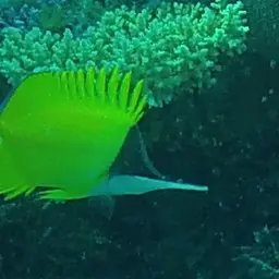 Longnose Butterflyfish, photo 6