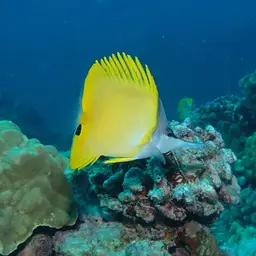 Longnose Butterflyfish, photo 7