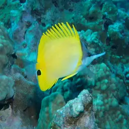 Longnose Butterflyfish, photo 8