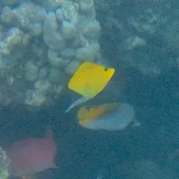 Longnose Butterflyfish, photo 9