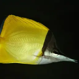Longnose Butterflyfish, photo 10
