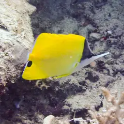 Longnose Butterflyfish, photo 11