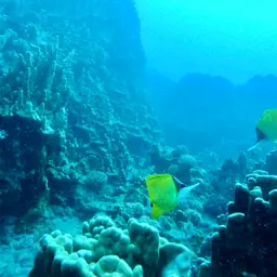 Longnose Butterflyfish, photo 12