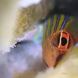Fourline wrasse