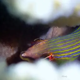 Fourline wrasse, photo 2