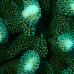 Fourline wrasse, photo 4