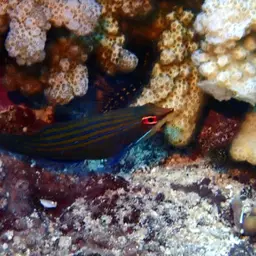 Fourline wrasse, photo 5