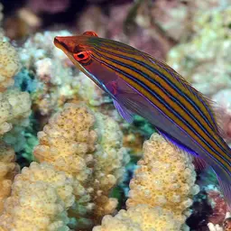 Fourline wrasse, photo 6