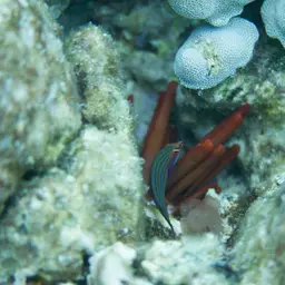 Fourline wrasse, photo 7