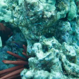 Fourline wrasse, photo 8
