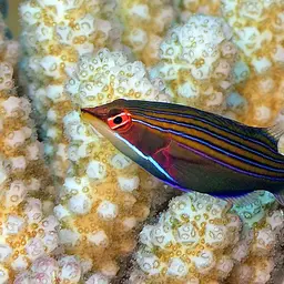 Fourline wrasse, photo 9