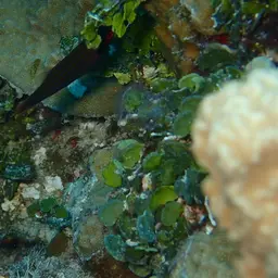 Fourline wrasse, photo 10